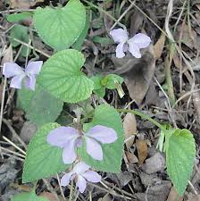 Attēlu rezultāti vaicājumam “Viola odorata bud”