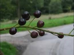 Attēlu rezultāti vaicājumam “Padus avium fruit”