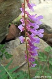 Attēlu rezultāti vaicājumam “Vicia cracca bud”