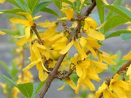 Attēlu rezultāti vaicājumam “Forsythia suspensa”