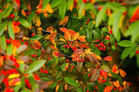 Attēlu rezultāti vaicājumam “Crataegus persimilis fruit”