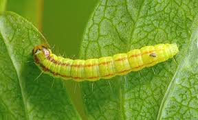 Attēlu rezultāti vaicājumam “Acrobasis advenella”