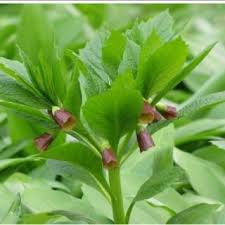 Attēlu rezultāti vaicājumam “Scopolia carniolica leaf”