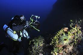 Image result for TAL Divers