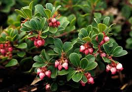 Attēlu rezultāti vaicājumam “Arctostaphylos uva-ursi fruit”
