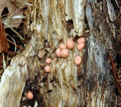 Attēlu rezultāti vaicājumam “Lycogala maculatum”