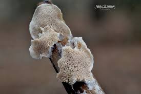 Attēlu rezultāti vaicājumam “Postia stiptica”