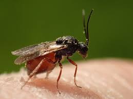 Attēlu rezultāti vaicājumam “Diplolepis bicolor”