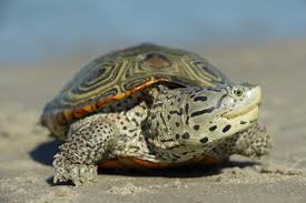 Image result for Malaclemys terrapin