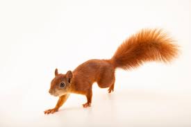 Attēlu rezultāti vaicājumam “Sciurus vulgaris”