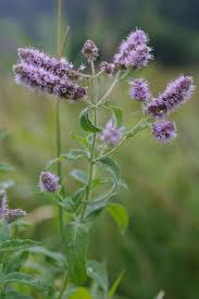 Attēlu rezultāti vaicājumam “Mentha longifolia”