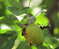 Attēlu rezultāti vaicājumam “Favonius quercus underside”