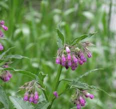 Attēlu rezultāti vaicājumam “Symphytum officinale”