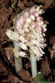 Attēlu rezultāti vaicājumam “Lathraea squamaria bud”