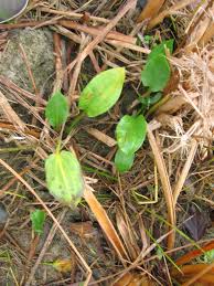 Attēlu rezultāti vaicājumam “Alisma plantago-aquatica fruit”