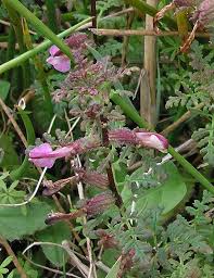 Attēlu rezultāti vaicājumam “Pedicularis palustris flower”