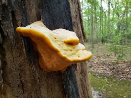 Attēlu rezultāti vaicājumam “Hapalopilus croceus”