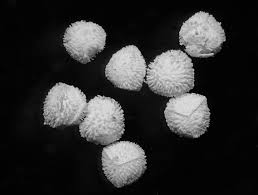 Attēlu rezultāti vaicājumam “Isoetes echinospora”