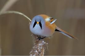 Attēlu rezultāti vaicājumam “Panurus biarmicus”