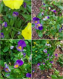 Attēlu rezultāti vaicājumam “Viola x williamsii”