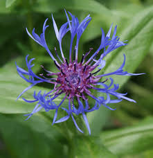 Image result for Flockenblume