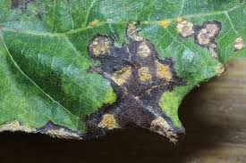 Attēlu rezultāti vaicājumam “Melampsora populnea”