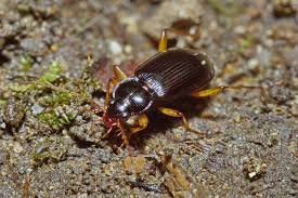 Attēlu rezultāti vaicājumam “Nebria livida”