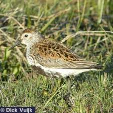 Attēlu rezultāti vaicājumam “Calidris alpina”