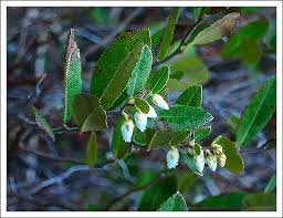Attēlu rezultāti vaicājumam “Chamaedaphne calyculata”