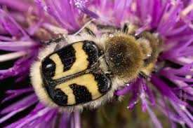 Attēlu rezultāti vaicājumam “Trichius fasciatus imago”