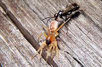 Attēlu rezultāti vaicājumam “Dipogon sp.”