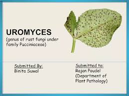Attēlu rezultāti vaicājumam “Uromyces dactylidis”