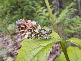 Attēlu rezultāti vaicājumam “Anthocharis cardamines”