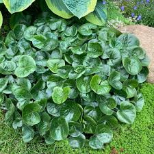 Attēlu rezultāti vaicājumam “Asarum europaeum leaf”