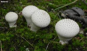 Attēlu rezultāti vaicājumam “Lycoperdon perlatum”