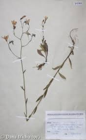 Image result for Campanula patula