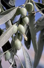 Attēlu rezultāti vaicājumam “Poa angustifolia fruit”