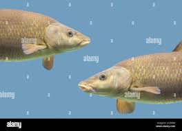 Image result for Barbus barbus