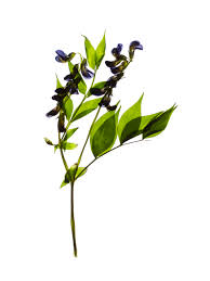 Attēlu rezultāti vaicājumam “Lathyrus vernus bud”