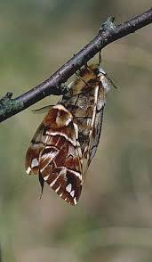 Attēlu rezultāti vaicājumam “Endromis versicolora”