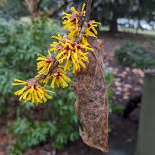 Attēlu rezultāti vaicājumam “Hamamelis mollis”
