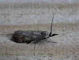 Attēlu rezultāti vaicājumam “Hypochalcia ahenella”