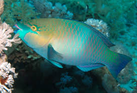 Image result for Scarus ferrugineus