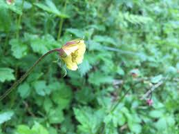 Attēlu rezultāti vaicājumam “Geum x intermedium flower”