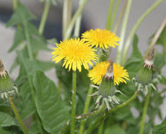 Attēlu rezultāti vaicājumam “Taraxacum officinale aggr. fruit”