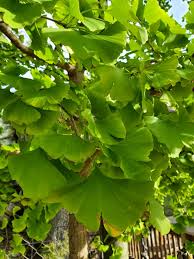 Attēlu rezultāti vaicājumam “Ginkgo biloba leaf”