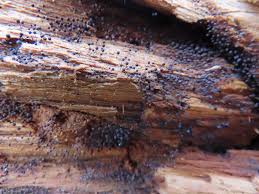 Attēlu rezultāti vaicājumam “Comatricha ellae spores”