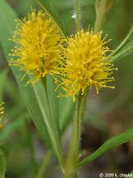 Attēlu rezultāti vaicājumam “Lysimachia thyrsiflora”