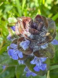 Attēlu rezultāti vaicājumam “Ajuga reptans flower”