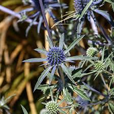 Attēlu rezultāti vaicājumam “Eryngium planum flower”